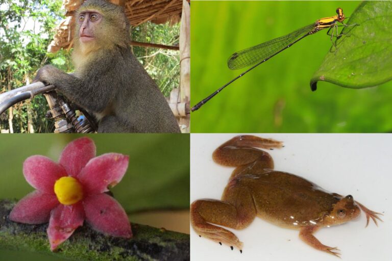 Animali_piante_Africa