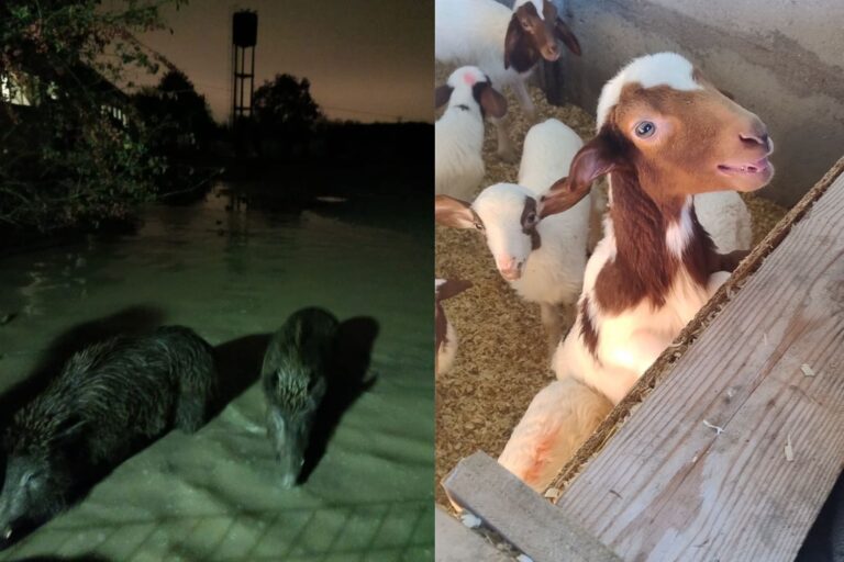 AAA het toevluchtsoord Sfattoria degli Ultimi heeft hulp nodig te midden van de moddernoodsituatie en ondergelopen verblijven						


