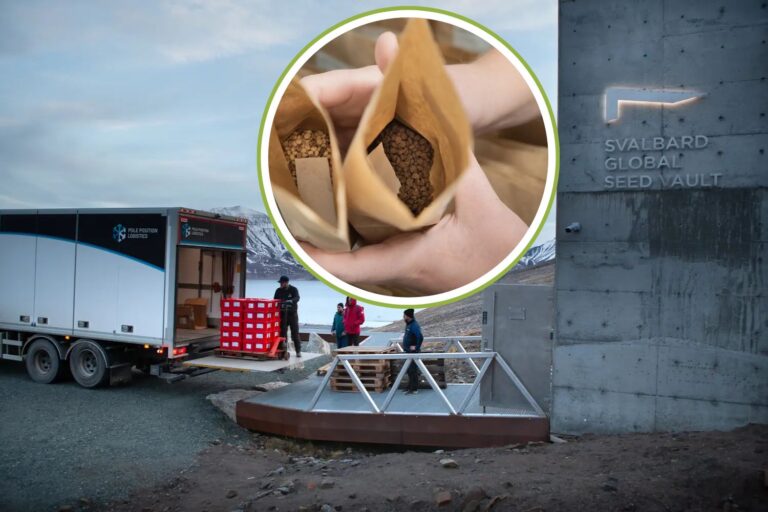 Zelfs maïs en bonen van inheemse volkeren zijn veilig! Bolivia deponeert voor de eerste keer oude zaden in een kluis op Spitsbergen						


