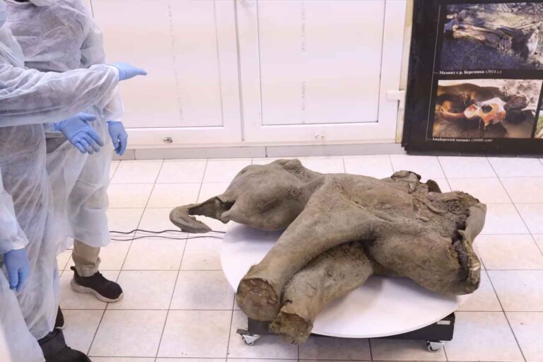 De overblijfselen van een mammoet gevonden in Siberië: het best bewaarde welp ooit!						


