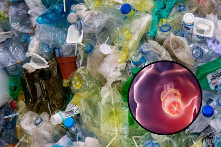 Wat als de toename van het aantal sterfgevallen als gevolg van beroertes en hartaanvallen in de wereld afhankelijk zou zijn van plastic? Het onderzoek dat het verband onthult						


