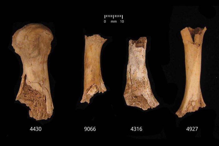 Wetenschappers ontdekken een 4000 jaar oud bloedbad dat zo wreed is dat er mogelijk ook kannibalisme bij betrokken was						


