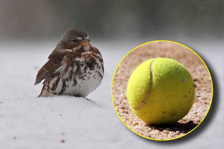 Ken jij de tennisbaltruc in de tuin om vogels te redden in de winter?						


