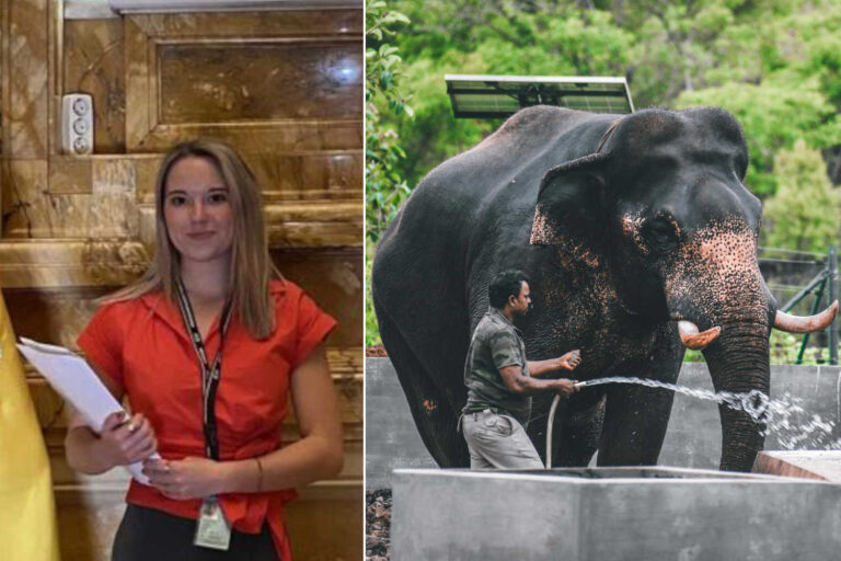 22-jarige toerist gedood door een gestreste olifant in Thailand, de wrede prijs van de dierenhandel						


