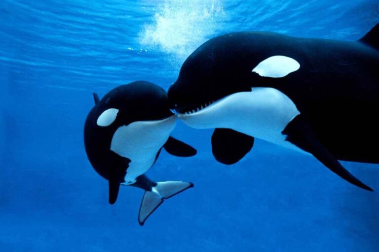 Orche Marineland