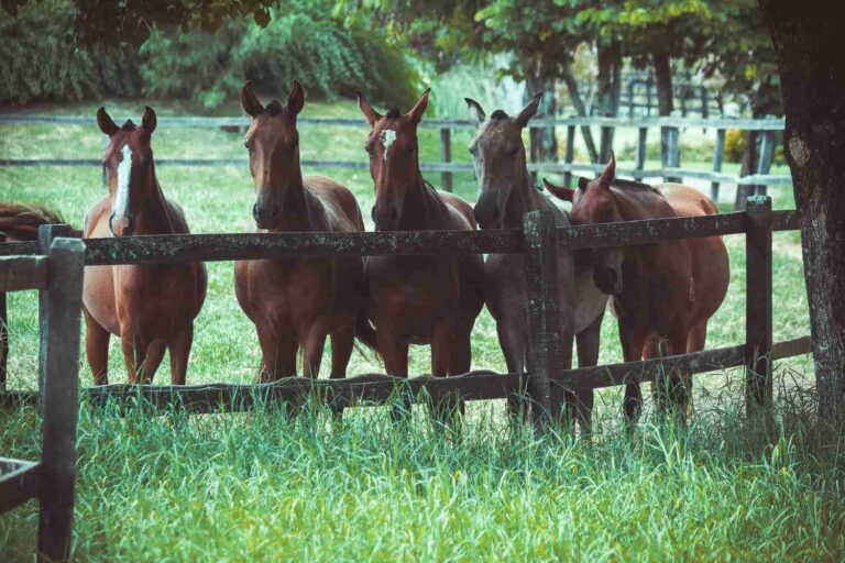 Cavalli geneticamente modificati