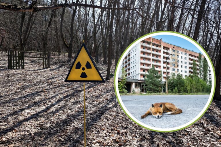 cani chernobyl