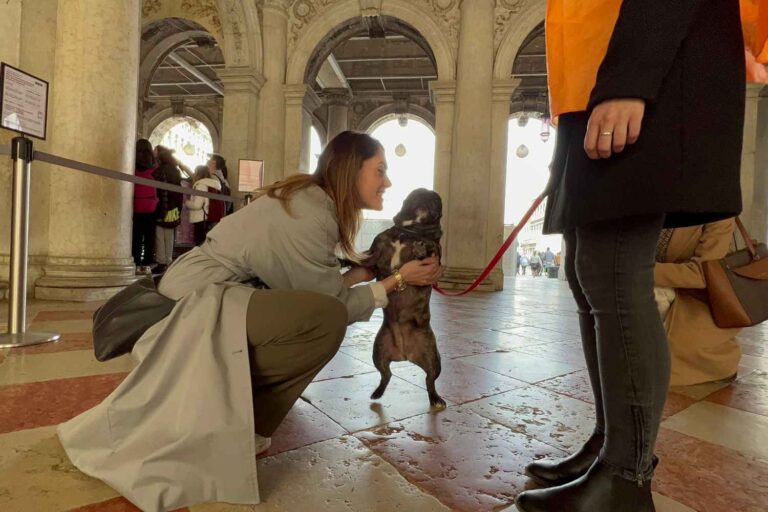 cani al museo