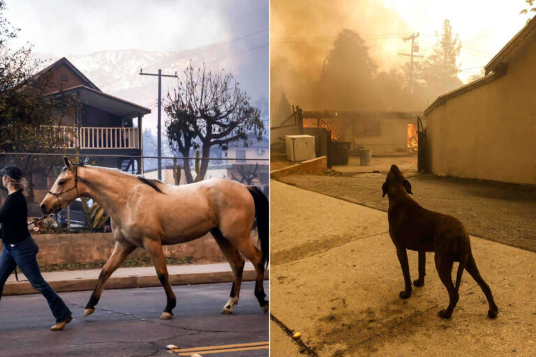 Los Angeles animali