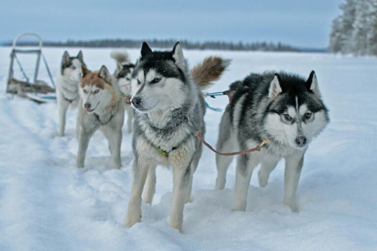 Strage cani inuit