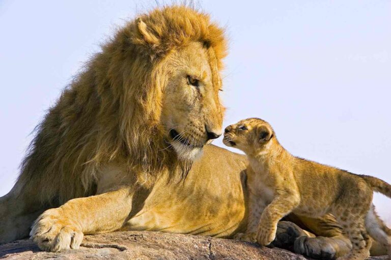 Re Leone