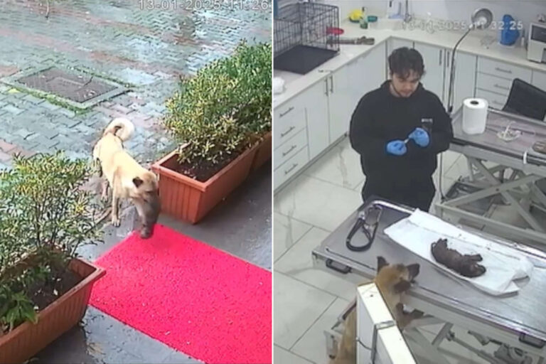 Porta cucciolo veterinario