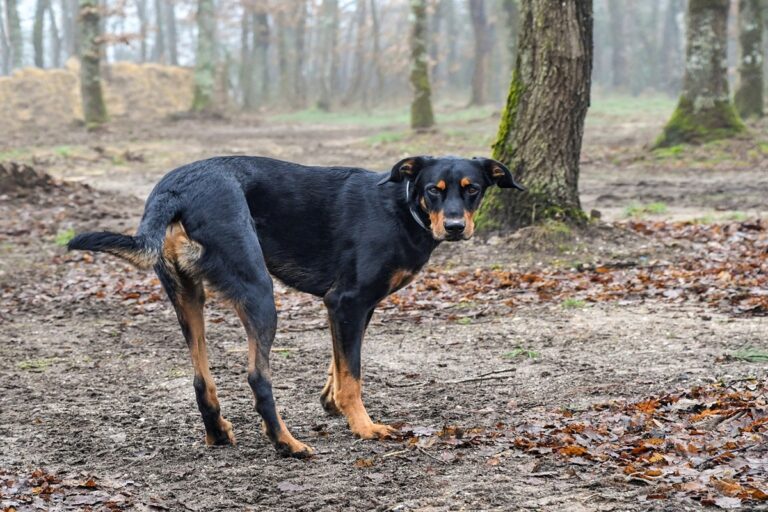 sperone cane