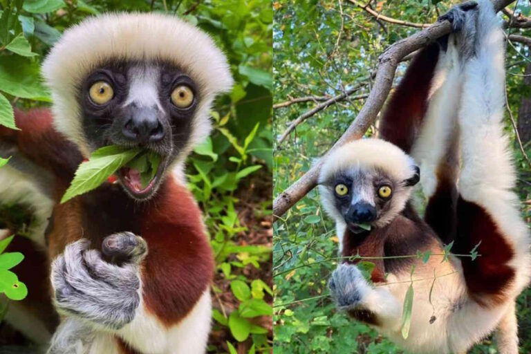 lemure Madagascar