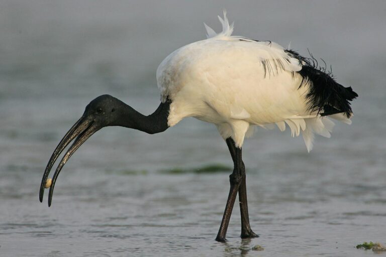 Ibis sacro