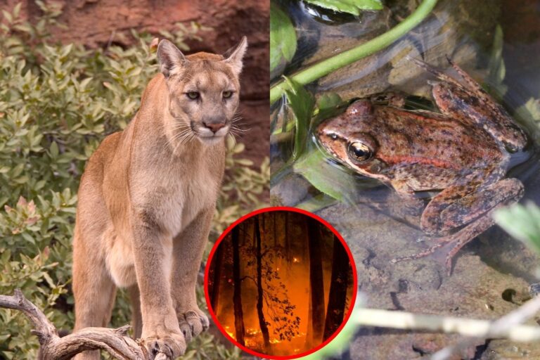 Incendi animali puma
