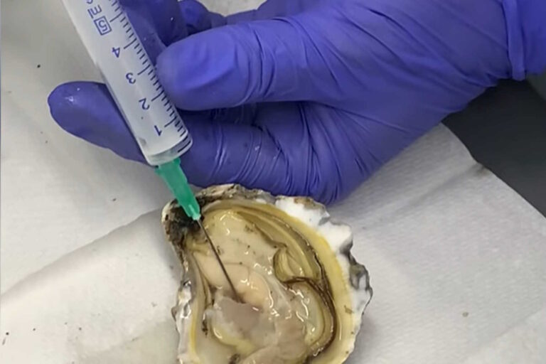 ostriche sangue batteri