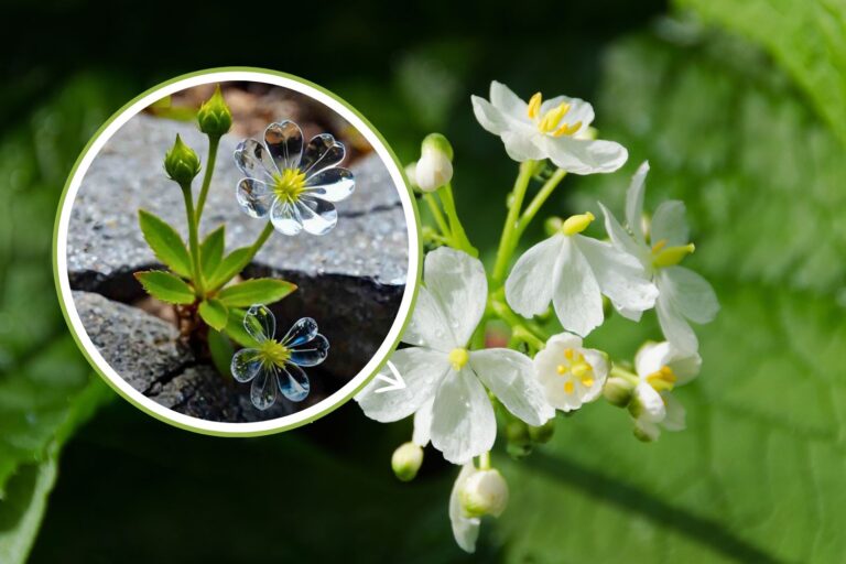 fiori trasparenti