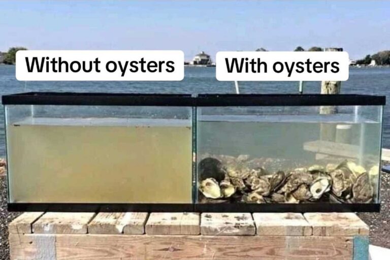 Ostriche