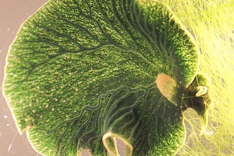 Elysia chlorotica lumaca di mare