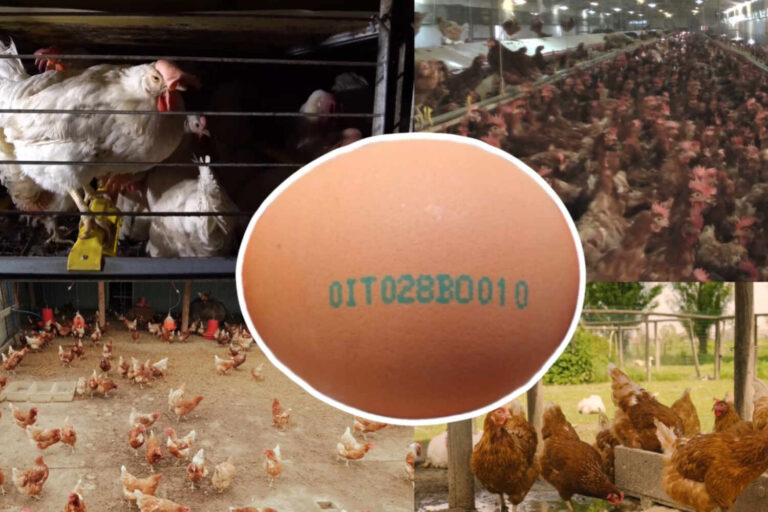 Weet jij echt welke eieren je wilt eten? De waarheid over fokcodes						


