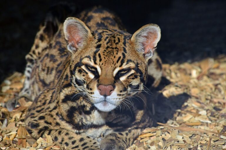 felino minuscolo 300 mila anni