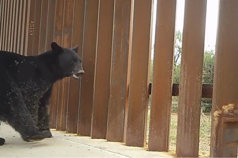 Muro Messico animali