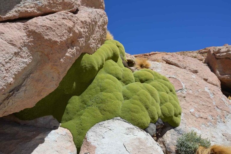 yareta