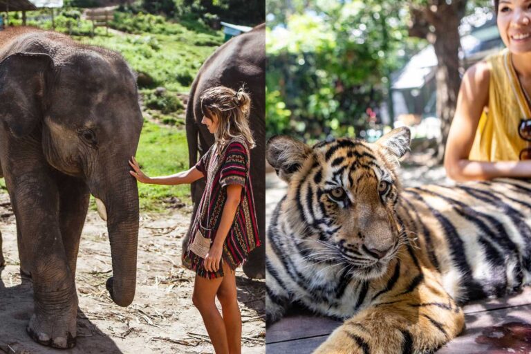 Sanctuaria of vallen voor toeristen? Wat zich verstopt achter de nep -dierenasielen						


