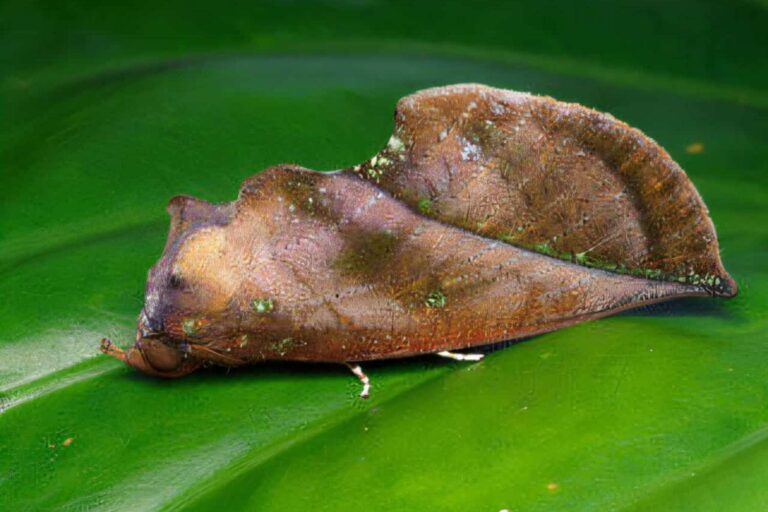 Illusione ottica falene