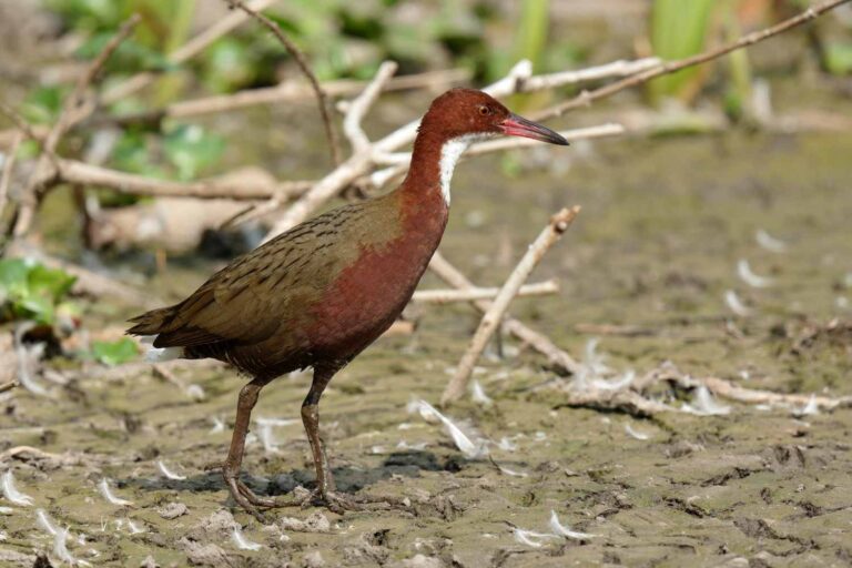 Uccello estinto