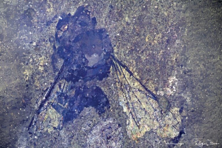 Ape_fossile_Nuova_Zelanda