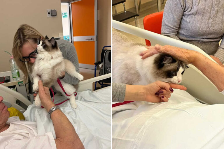 Pet therapy gatti