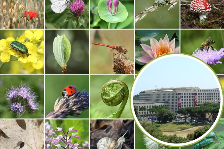 COP16 biodiversità