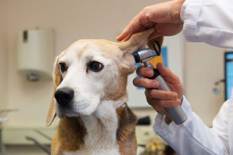 Ospedale_veterinario_roma