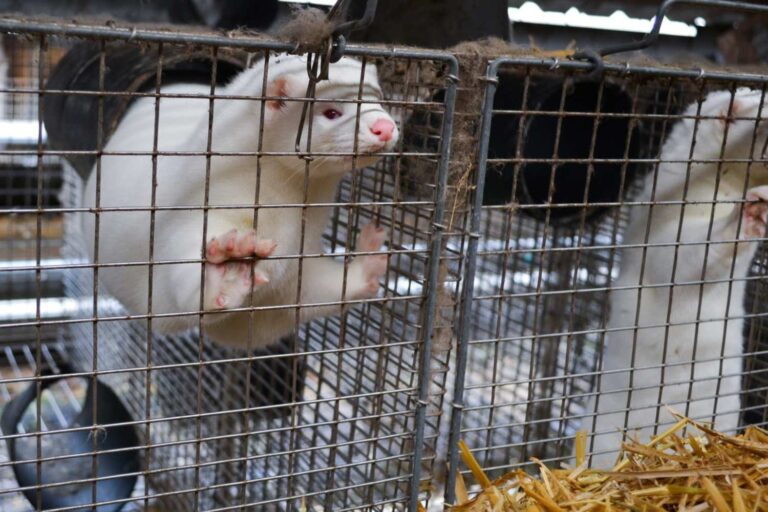 Norvegia allevamento animali da pelliccia