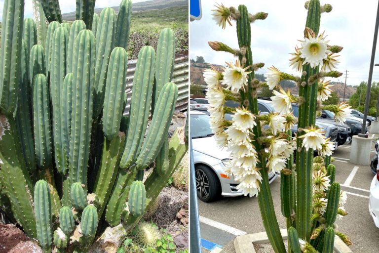 Cactus San Pedro