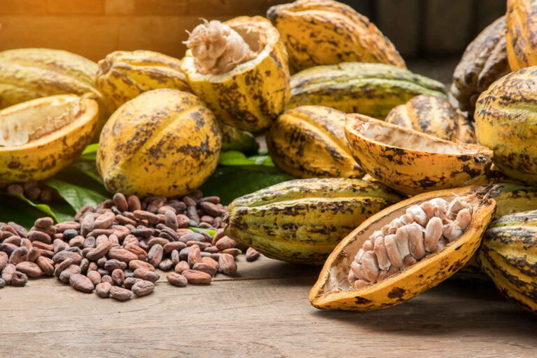 cacao