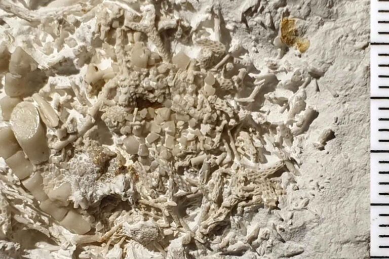 vomito fossile