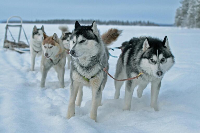 Iditarod