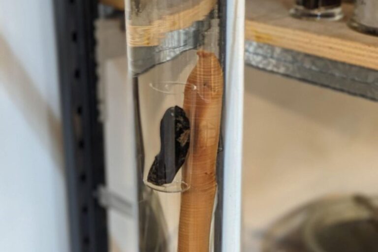 Lombrico_gigante_Megascolides_australis