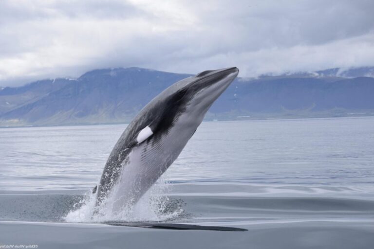 Caccia_balene_Norvegia