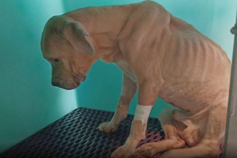 Cane mangia plastica