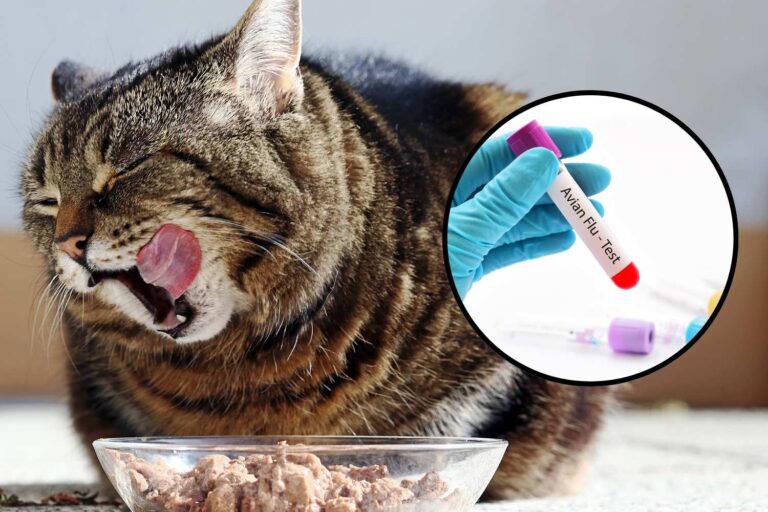 influenza aviaria gatti
