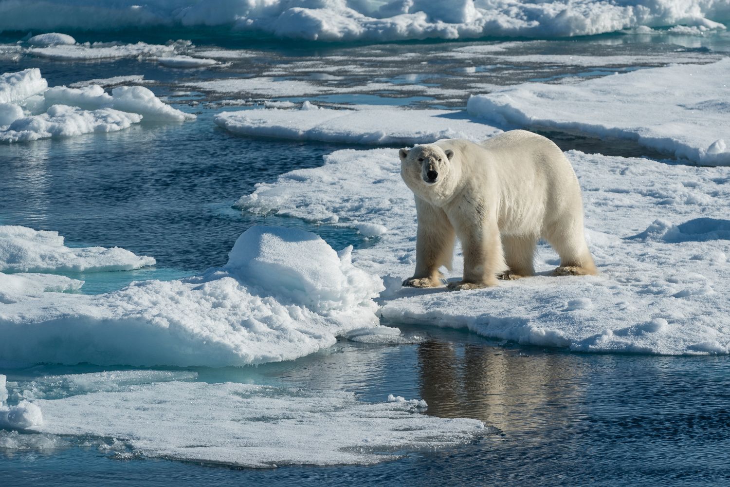 Polar Bears klimaatverandering