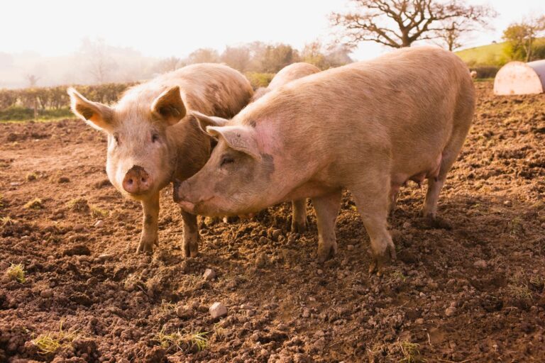 IA per decodificare emozioni animali