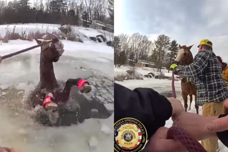 Kijk naar de ongelooflijke redding van een paard dat gevangen zit in een bevroren meer (houd de zakdoeken bij de hand)						


