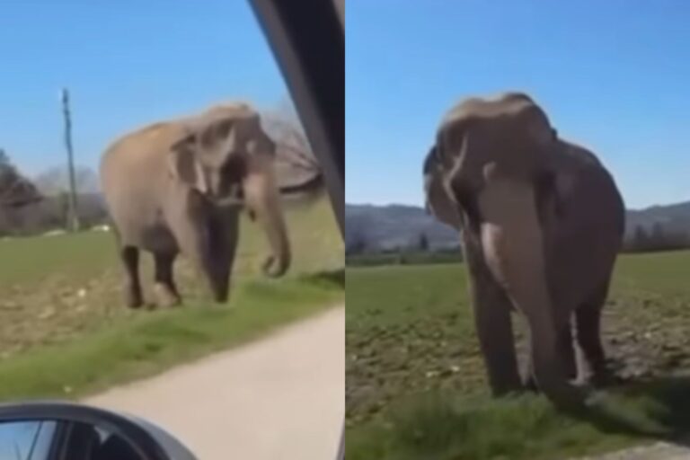Olifant ontsnapt uit het circus en loopt in de straten van Gubbio						


