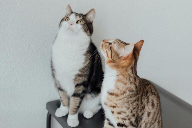 Gatti espressioni facciali