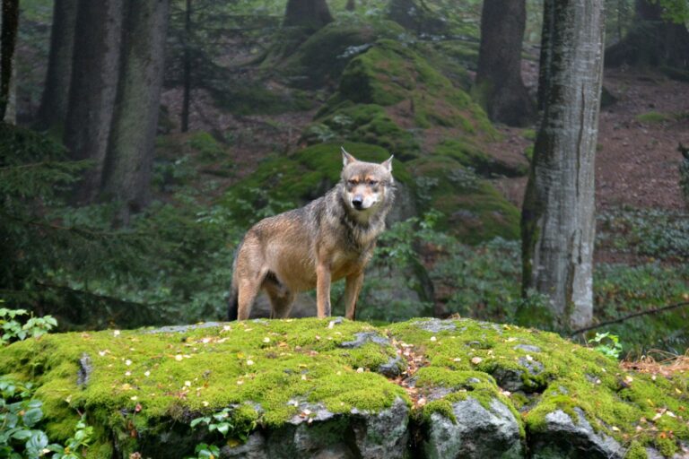 Wat is er aan de hand naar de wolven in Trentino? 10 doden in slechts één maand!						



